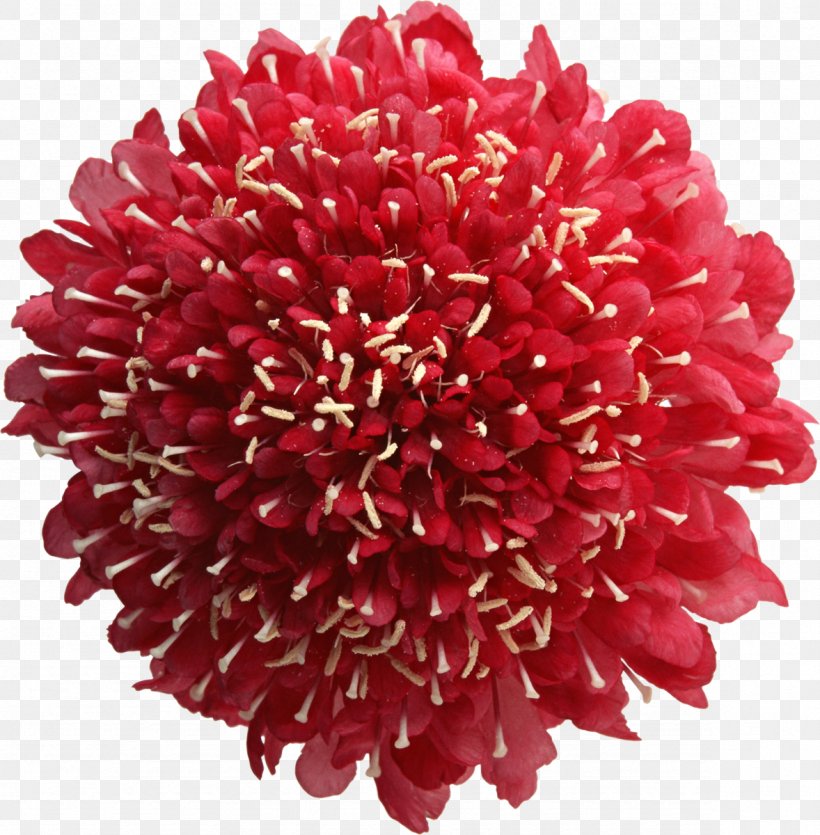 Animation Flower Animated Series Clip Art, PNG, 1178x1200px, Animation, Animated Cartoon, Animated Series, Chrysanths, Cut Flowers Download Free