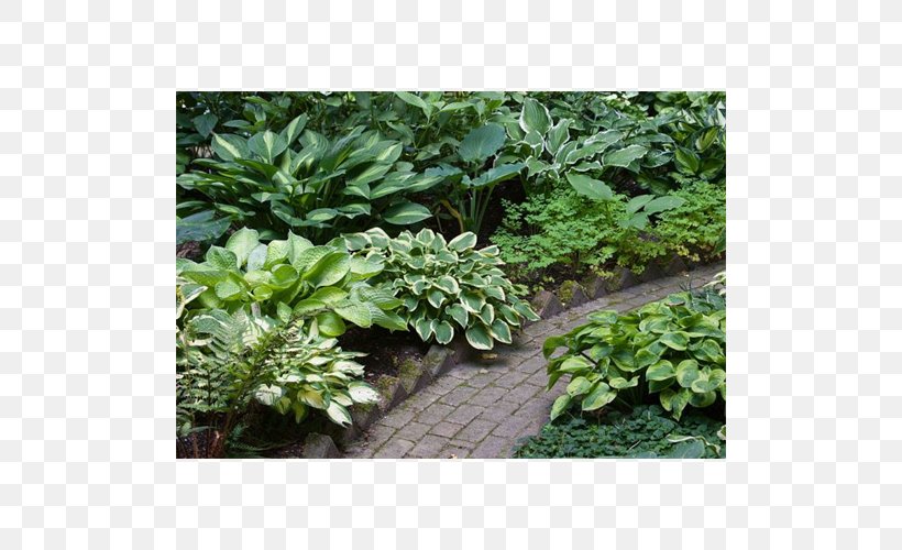 Groundcover Evergreen Subshrub Landscaping, PNG, 500x500px, Groundcover, Evergreen, Grass, Herb, Landscaping Download Free