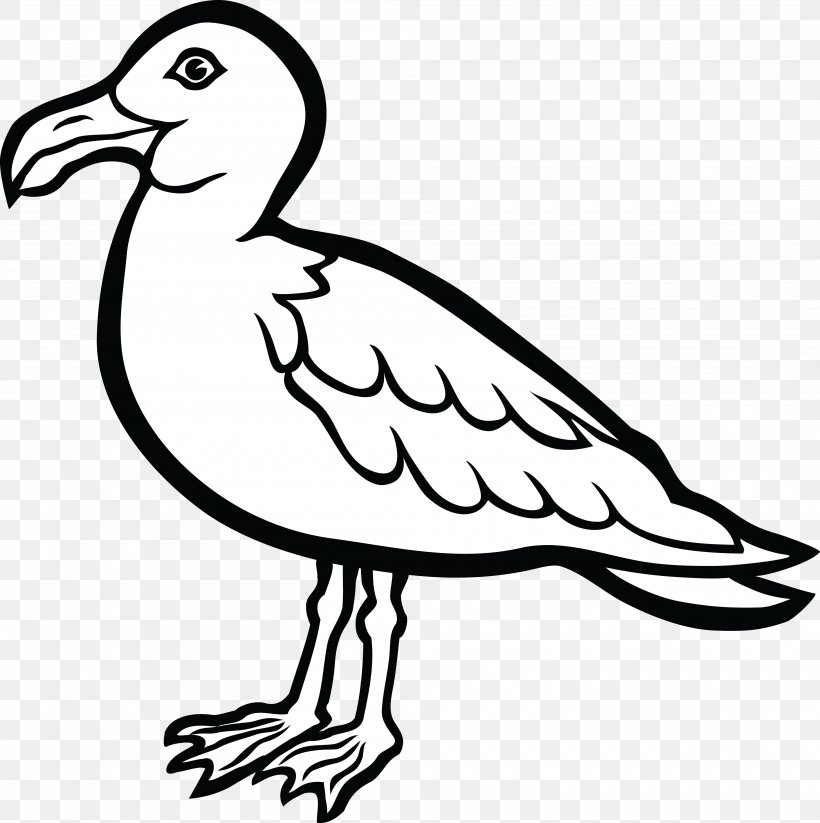 Gulls Bird Drawing Coloring Book Clip Art, PNG, 4000x4015px, Gulls, Artwork, Beak, Bird, Black And White Download Free