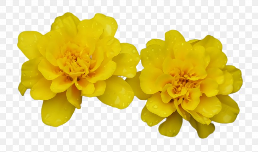 Marigold Flower, PNG, 2604x1536px, Marigold, Bloom, Blossom, Chrysanthemum, Flora Download Free