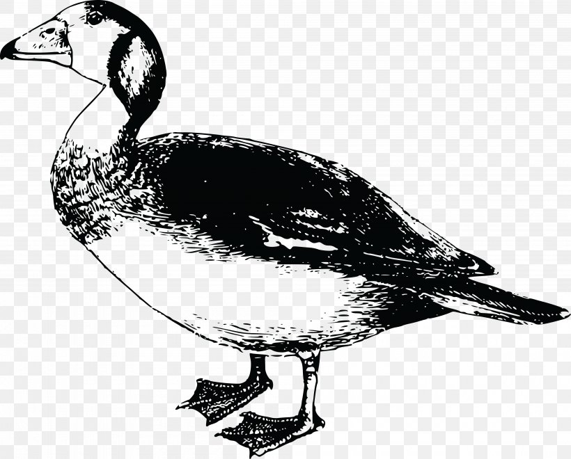 Africa Goose Bird Duck Clip Art, PNG, 4000x3221px, Africa, Anatidae, Animal, Beak, Bird Download Free