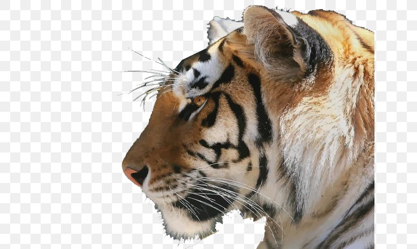 Bengal Tiger Lion Siberian Tiger Cat Golden Tiger, PNG, 700x490px, Bengal Tiger, Animal, Big Cat, Big Cats, Carnivoran Download Free