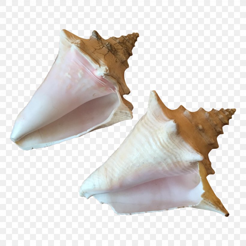 Conchology Shankha, PNG, 2000x2002px, Conch, Conchology, Seashell, Shankha Download Free