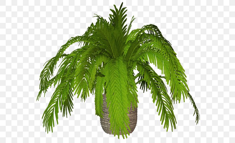 Flowerpot Date Palm Ornamental Plant Arecaceae, PNG, 600x500px, Flowerpot, Arecaceae, Arecales, Date Palm, Equisetum Download Free