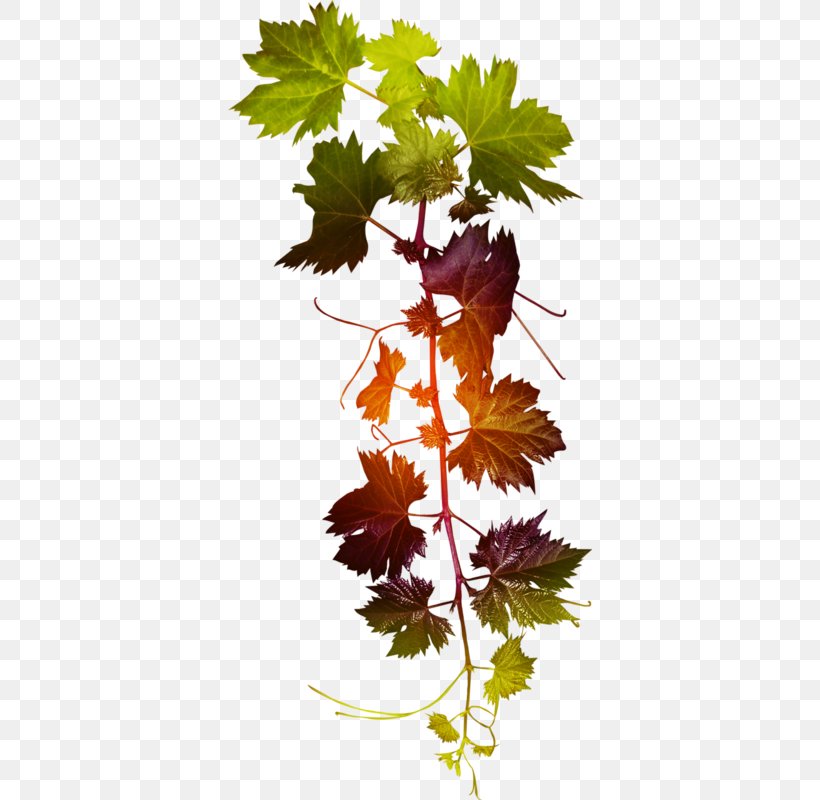 Grape Leaf, PNG, 364x800px, Grape, Branch, Data, Data Compression, Flower Download Free