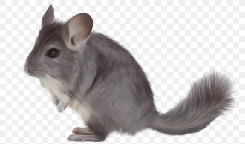 Short-tailed Chinchilla Rodent Clip Art, PNG, 1485x873px, Shorttailed Chinchilla, Animal, Chinchilla, Domestic Rabbit, Fauna Download Free