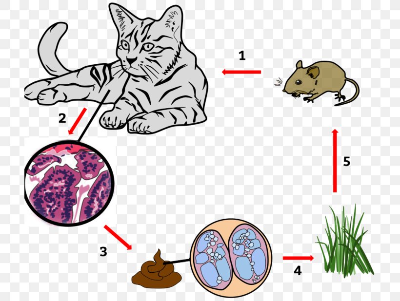 Cat Whiskers Toxoplasmosis Disease Toxoplasma Gondii, PNG, 720x618px, Cat, Area, Art, Artwork, Carnivoran Download Free