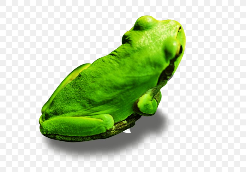 Kermit The Frog True Frog Tree Frog, PNG, 576x576px, Kermit The Frog, Amphibian, Fauna, Frog, Green Download Free
