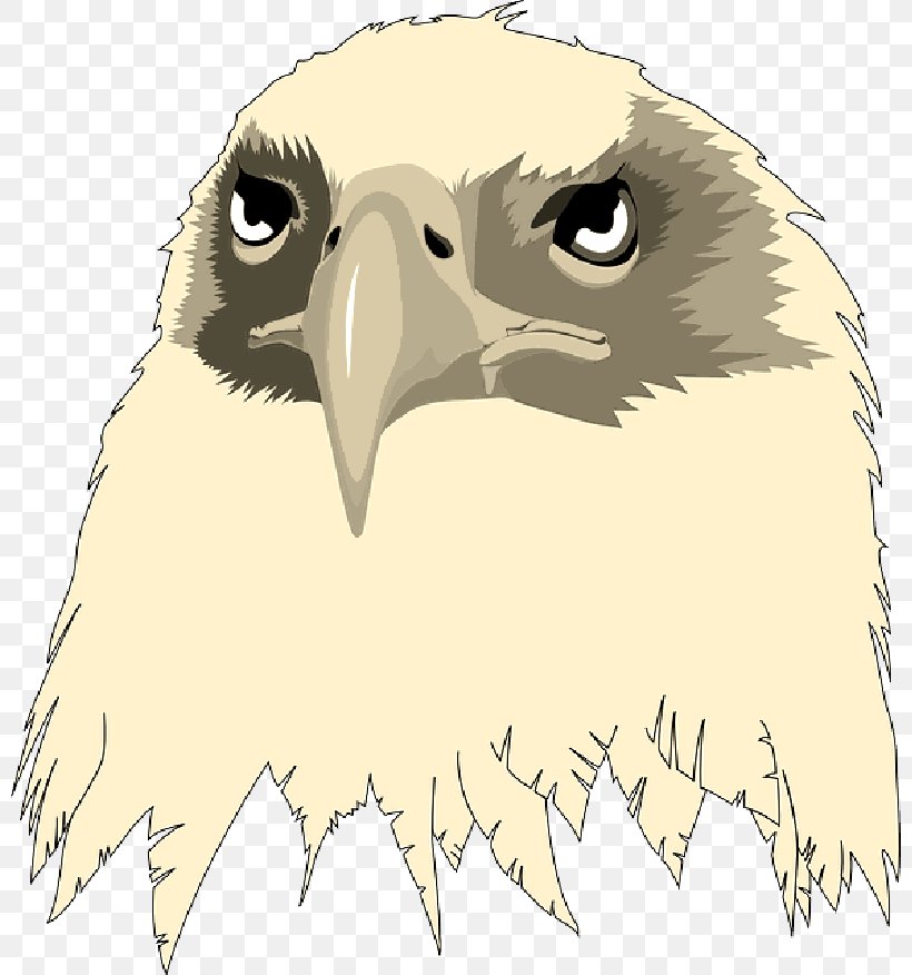 Bald Eagle Clip Art Transparency Image, PNG, 800x876px, Bald Eagle, Accipitriformes, Beak, Bird, Bird Of Prey Download Free