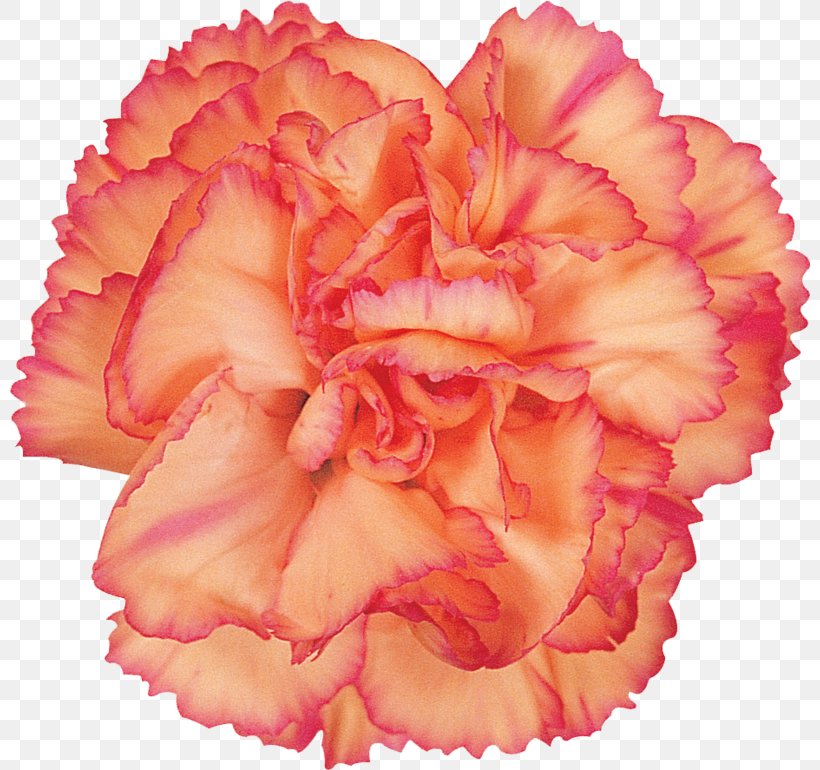 Carnation Paper Collage Cut Flowers Mother's Day, PNG, 800x770px, Carnation, Bedroom, Begonia, Closet, Closeup Download Free