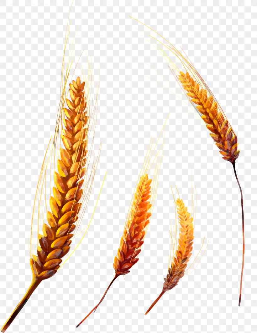 Grasses Grain Cereal Food, PNG, 3488x4531px, Common Wheat, Bread, Cereal, Commodity, Ear Download Free