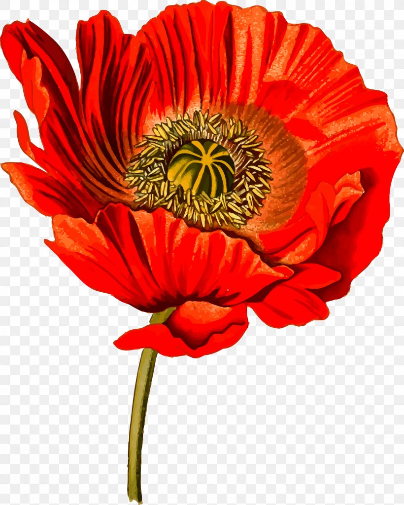 Opium Poppy Clip Art Openclipart Image, PNG, 1922x2400px, Opium Poppy, Annual Plant, Common Poppy, Coquelicot, Cut Flowers Download Free