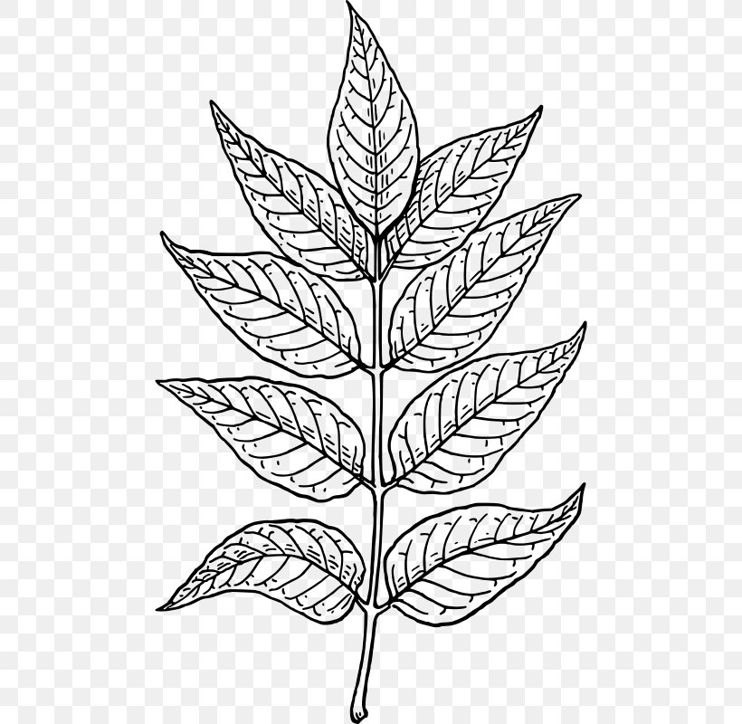Botany Leaf Clip Art, PNG, 478x800px, Botany, Autumn Leaf Color, Black And White, Branch, Drawing Download Free