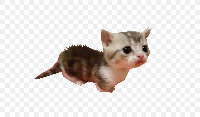 Kitten Munchkin Cat American Wirehair Whiskers Domestic Short-haired Cat, PNG, 640x480px, 3d Computer Graphics, 3d Rendering, Kitten, American Wirehair, Art Download Free