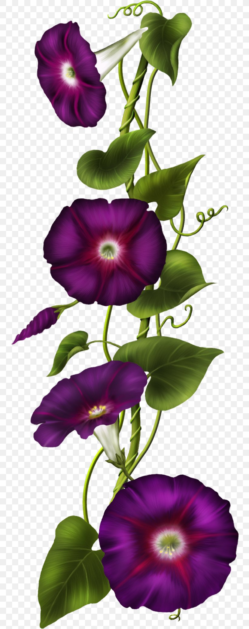 Morning Glory Clip Art, PNG, 754x2070px, Morning Glory, Annual Plant, Bellflower Family, Flora, Flower Download Free
