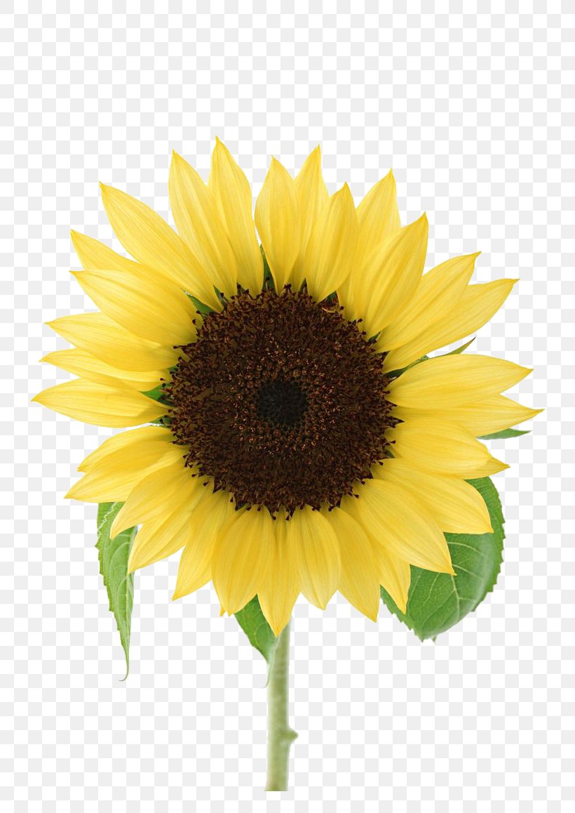 Simple Atmosphere Of Sunflowers, PNG, 800x1158px, Flower, Annual Plant, Asterales, Common Sunflower, Daisy Family Download Free