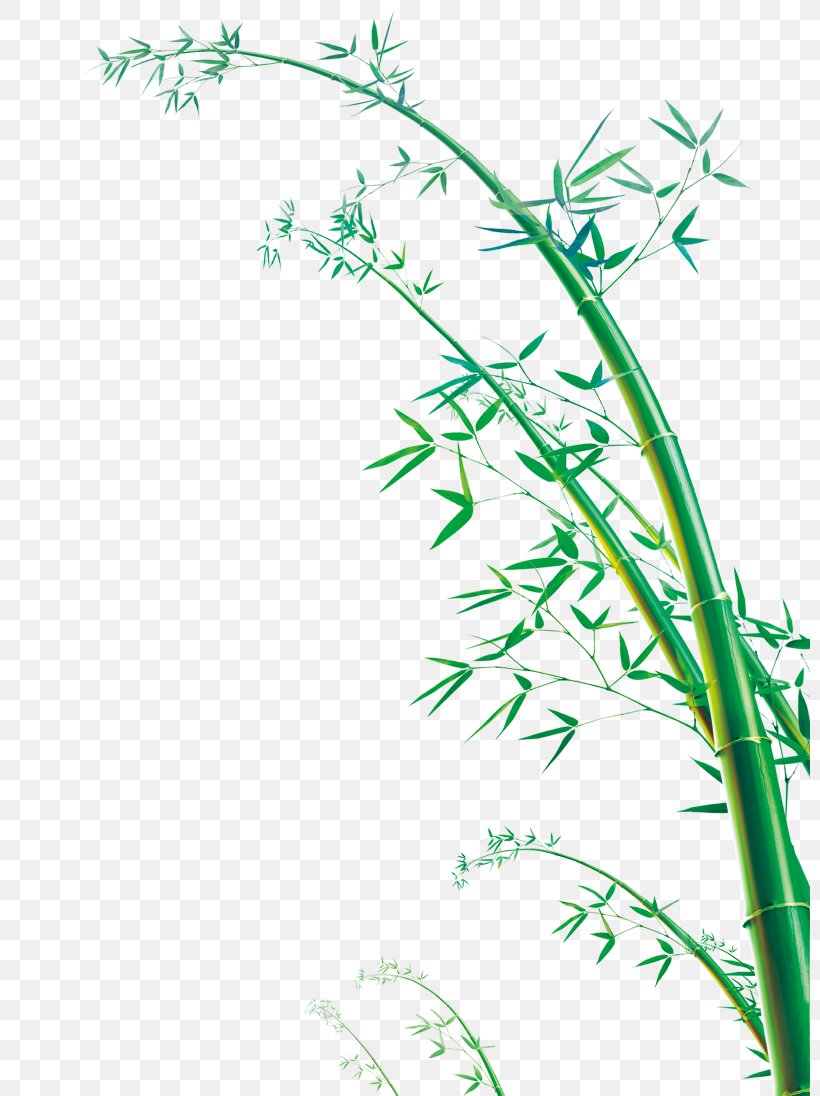 Bamboo Euclidean Vector, PNG, 800x1096px, Bamboo, Area, Branch, Element, Flora Download Free