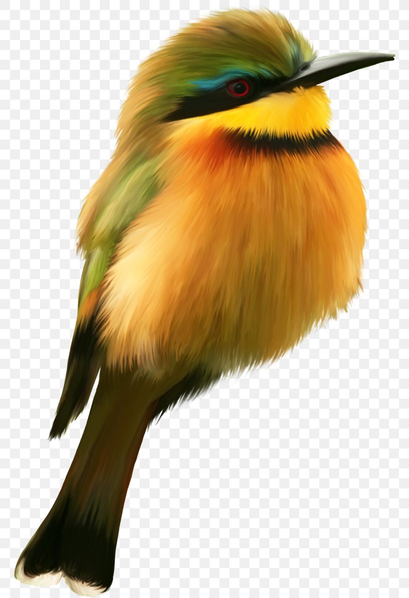 Bird Guinea Turaco Prong-billed Barbet Animal, PNG, 766x1200px, Bird, Animal, Beak, Bird Of Prey, Coraciiformes Download Free