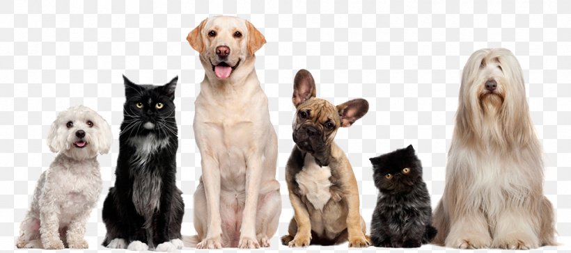 Cat Dog Grooming Pet Sitting, PNG, 990x440px, Cat, Animal Rescue Group, Breed, Carnivoran, Cat Breed Download Free