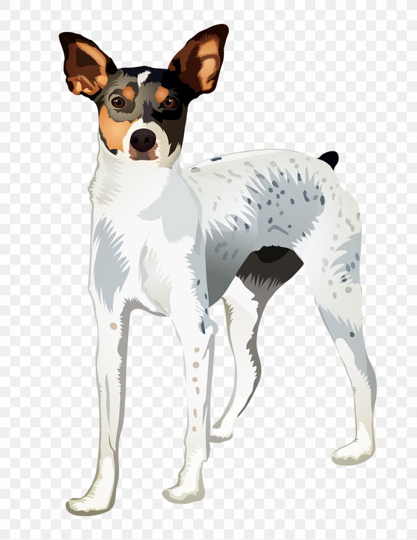 Fox Cartoon Png 1188x1538px Rat Terrier Brazilian Terrier Canidae Carnivore Chilean Fox Terrier Download Free