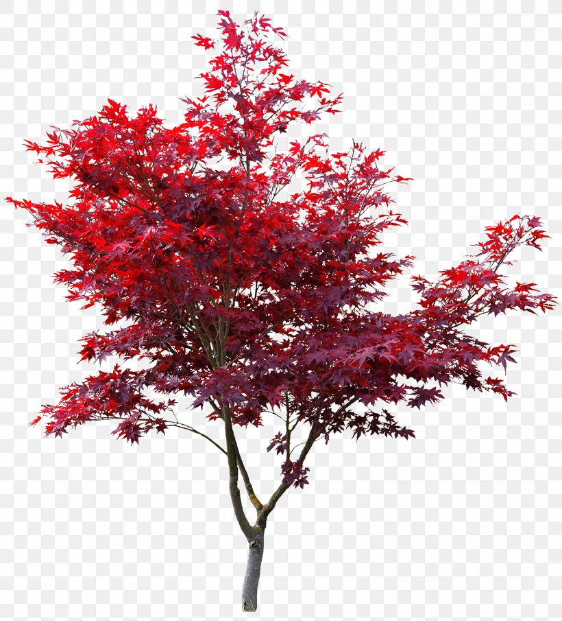 Japanese Maple Red Maple Autumn Leaf Color Maple Leaf Acer Japonicum, PNG, 1500x1657px, Japanese Maple, Acer Japonicum, Autumn, Autumn Leaf Color, Branch Download Free
