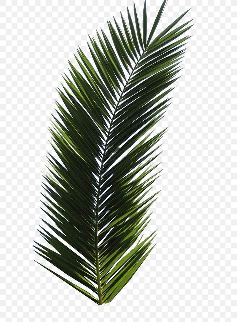 Arecaceae Leaf Tree Frond, PNG, 590x1115px, Arecaceae, Arecales, Borassus Flabellifer, California Palm, Coconut Download Free