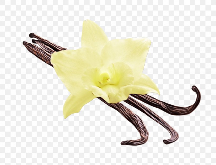 Flower Yellow Vanilla Plant Amaryllis Belladonna, PNG, 1024x784px, Watercolor, Amaryllis Belladonna, Cut Flowers, Evening Primrose, Flower Download Free