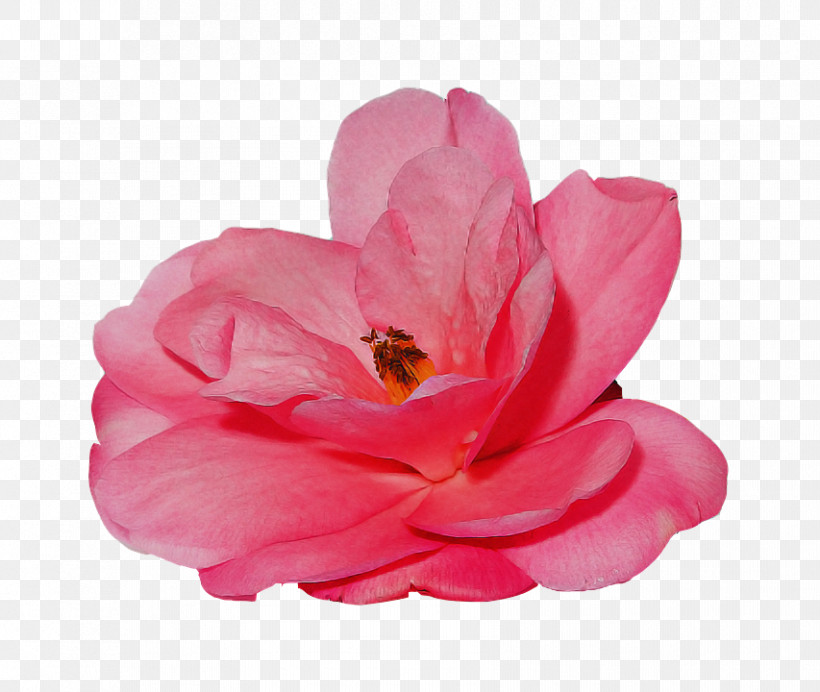Garden Roses, PNG, 853x720px, Petal, Chinese Peony, Floribunda, Flower, Garden Roses Download Free