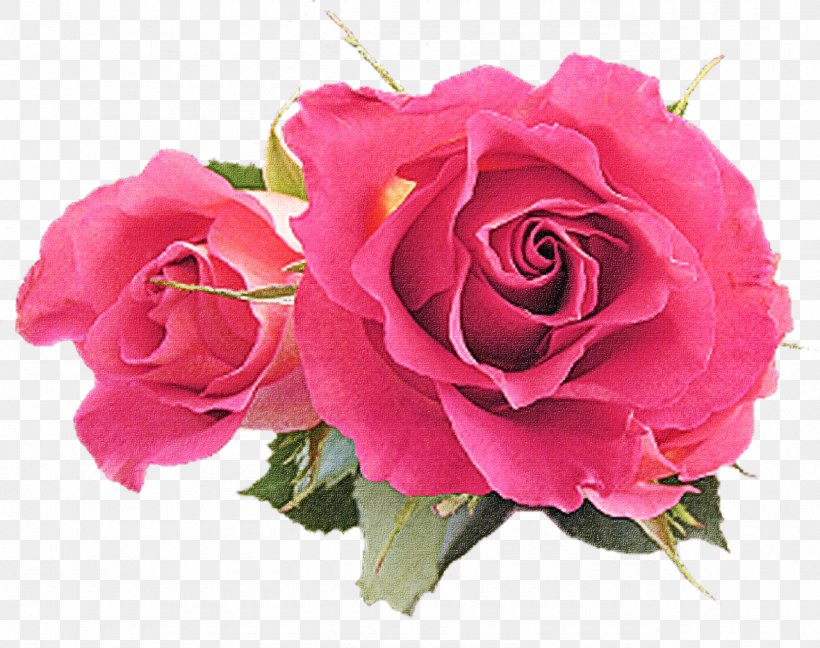 Garden Roses, PNG, 1280x1013px, Flower, Cut Flowers, Floribunda, Garden Roses, Petal Download Free