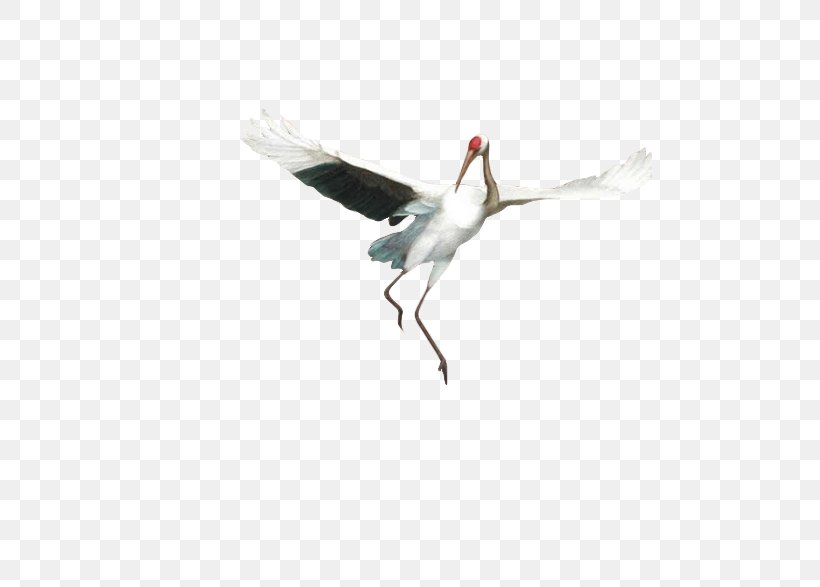 Goose Flooring Beak Crane Seabird, PNG, 658x587px, Bird, Anatidae, Beak, Crane, Crane Like Bird Download Free