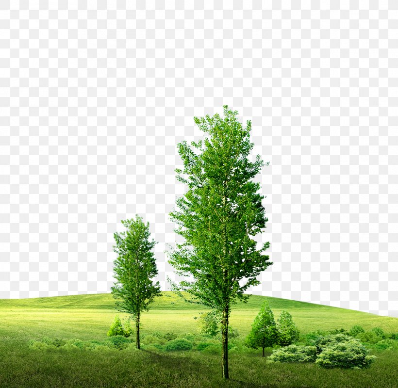 Green Download Icon, PNG, 1319x1288px, Green, Biome, Conifer, Ecosystem, Energy Conservation Download Free