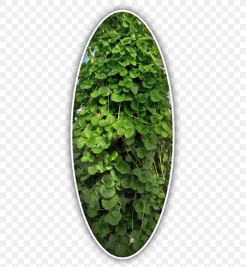 Leaf Herb Groundcover, PNG, 411x889px, Leaf, Groundcover, Herb, Ivy, Plant Download Free