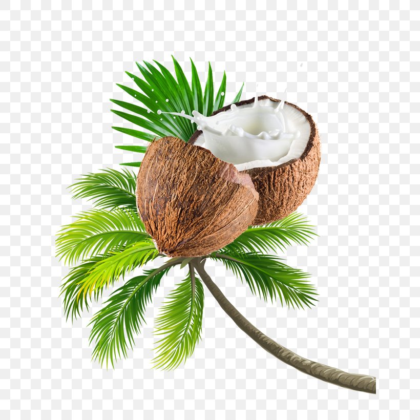 Coconut Tree Fruit, PNG, 648x820px, Coconut Water, Coconut, Coconut Cream, Coconut Milk, Coconut Milk Powder Download Free