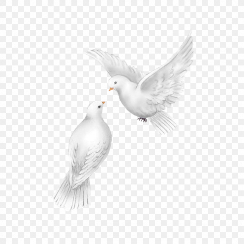 Feather, PNG, 1024x1024px, White, Beak, Bird, Drawing, Feather Download Free
