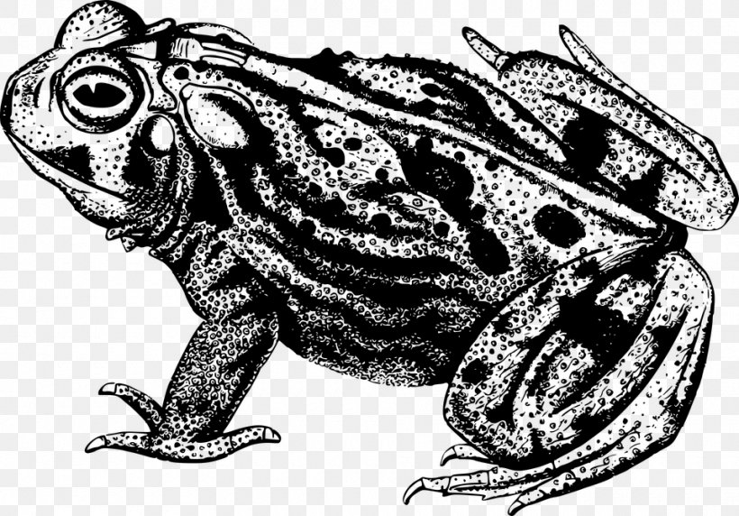 Frog Toad Drawing Clip Art, PNG, 960x670px, Frog, Amphibian, Black And White, Cane Toad, Drawing Download Free
