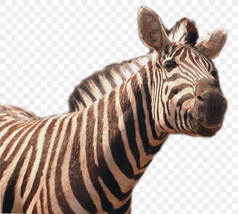 Quagga Transparency Clip Art Image, PNG, 850x763px, Quagga, Animal Figure, Display Resolution, Fauna, Head Download Free