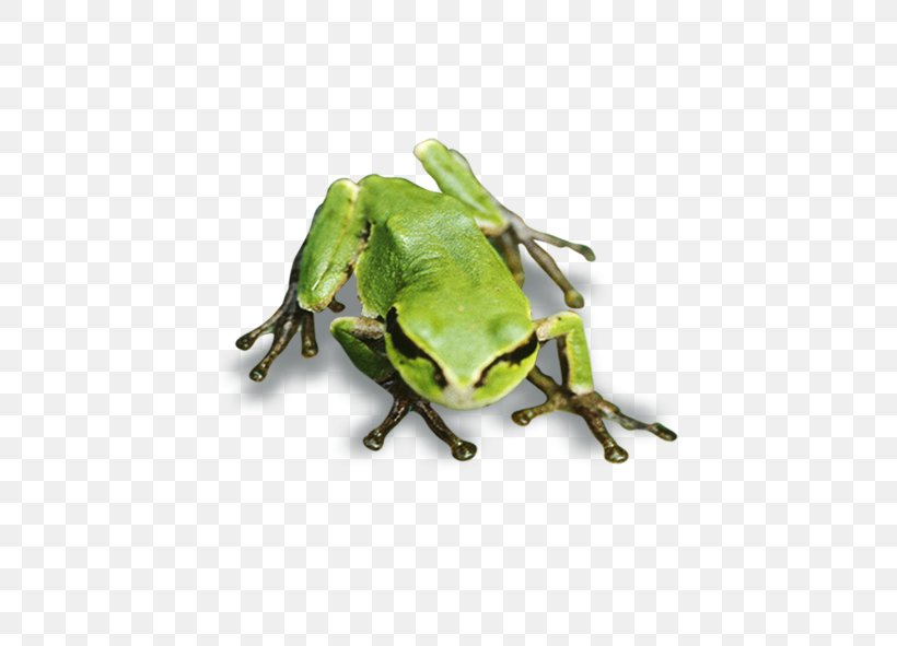 Tree Frog True Frog, PNG, 591x591px, Frog, Amphibian, Animal, Fauna, Insect Download Free