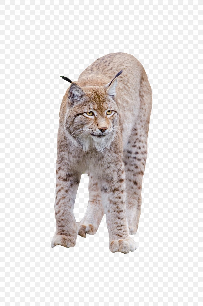 Bobcat Wildcat California Spangled, PNG, 3264x4928px, Bobcat, Animal, California Spangled, Carnivoran, Cat Download Free