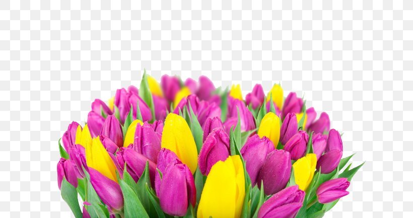 Indira Gandhi Memorial Tulip Garden High-definition Television Flower Wallpaper, PNG, 650x433px, 4k Resolution, Indira Gandhi Memorial Tulip Garden, Close Up, Crocus, Cut Flowers Download Free