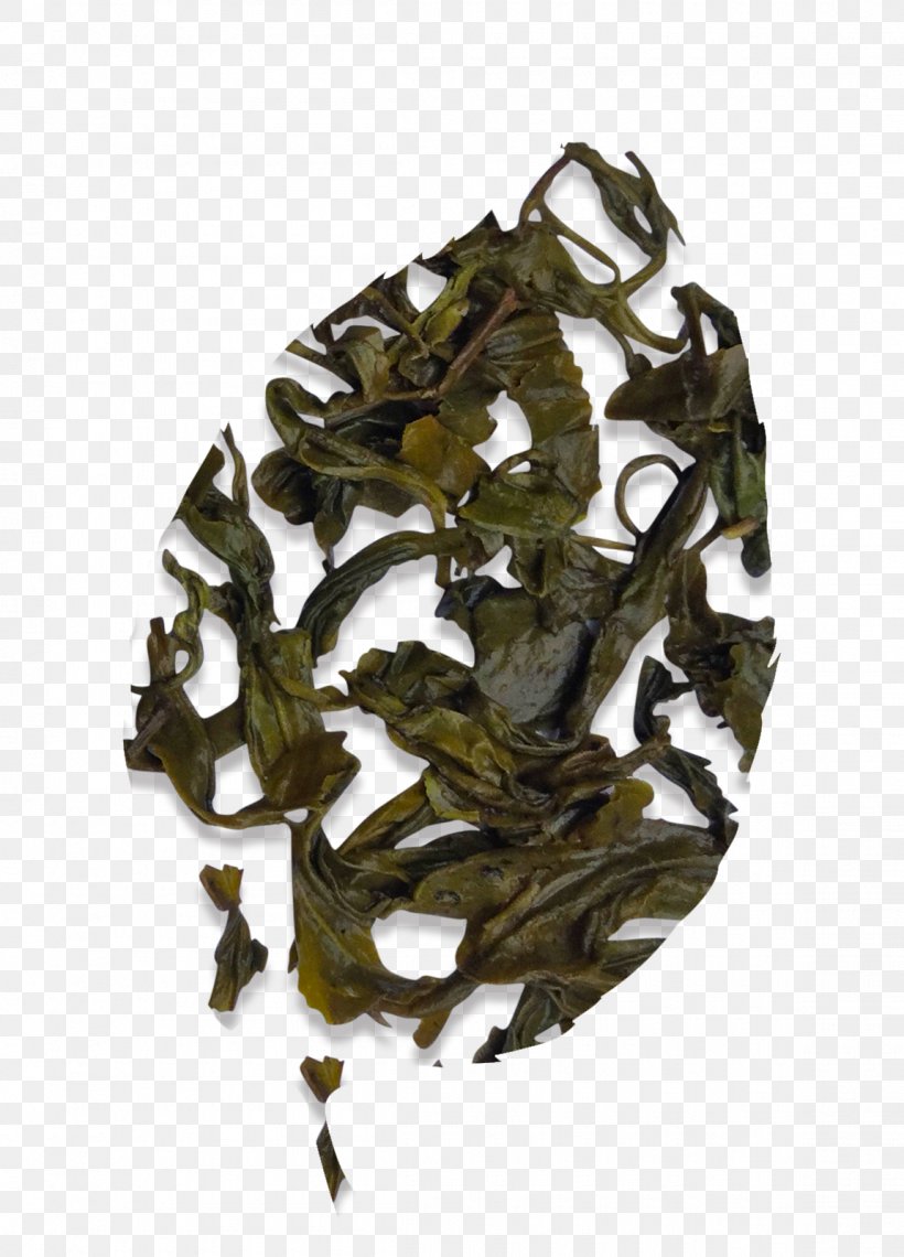 Nilgiri Tea Assam Tea Camellia Sinensis Oolong, PNG, 1150x1600px, Nilgiri Tea, Assam Tea, Bai Mudan, Bancha, Camellia Sinensis Download Free
