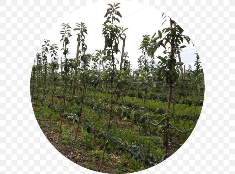 Nutrient Tree Vegetation Crop Agriculture, PNG, 609x609px, Nutrient, Agriculture, Agronomy, Crop, Fertilisers Download Free