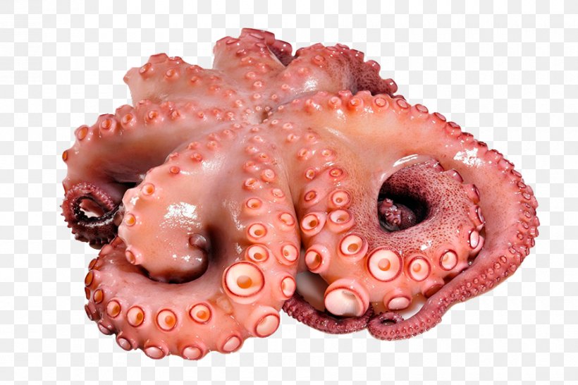 Octopus Squid As Food Polbo á Feira Seafood, PNG, 900x600px, Octopus, Blueringed Octopus, Cephalopod, Common Octopus, Cuttlefish Download Free