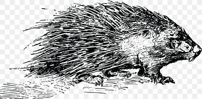 Rodent Porcupine Clip Art Beaver Image, PNG, 4000x1960px, Rodent, Beaver, Black And White, Carnivoran, Domesticated Hedgehog Download Free