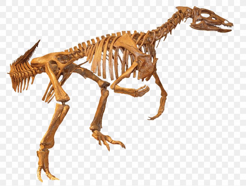 Thescelosaurus Fossil Velociraptor Tyrannosaurus Dinosaur, PNG, 1425x1080px, Thescelosaurus, Animal, Animal Figure, Carnivoran, Chelosphargis Download Free