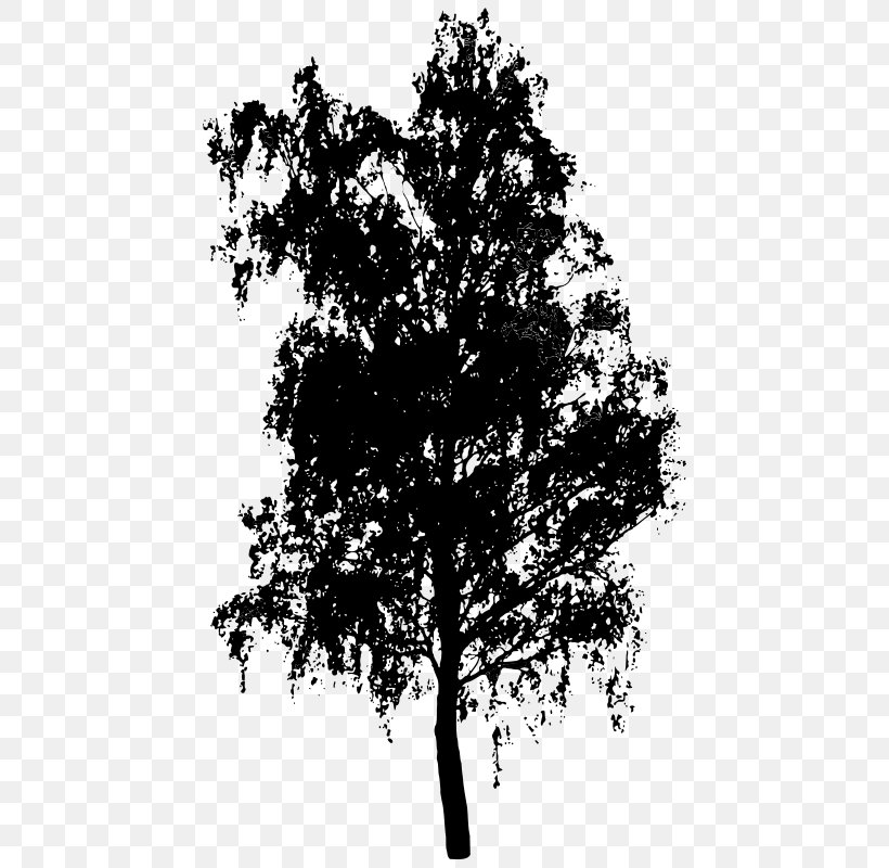 Tree Silhouette Clip Art, PNG, 568x800px, Tree, Birch, Black And White ...
