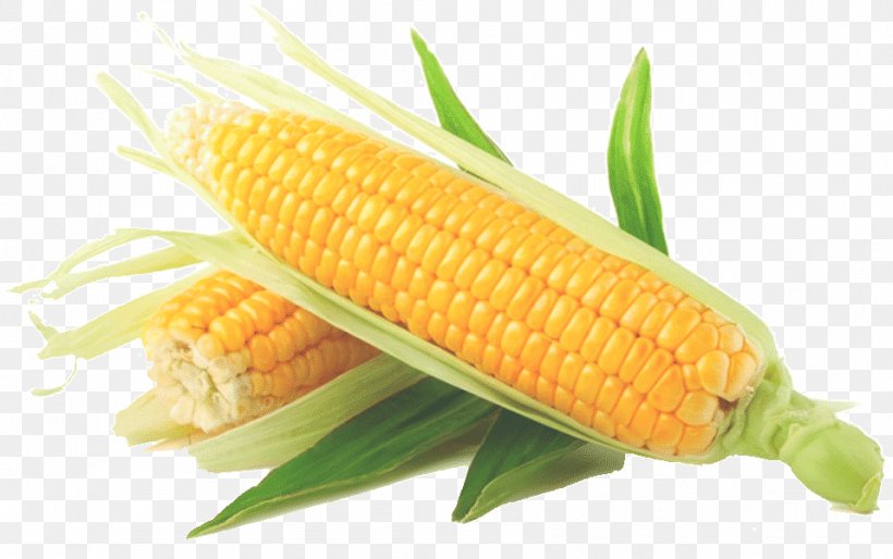 Corn On The Cob Sweet Corn Vegetable Maize Corn Kernel, PNG, 957x600px, Corn On The Cob, Baby Corn, Commodity, Corn Kernel, Corn Kernels Download Free