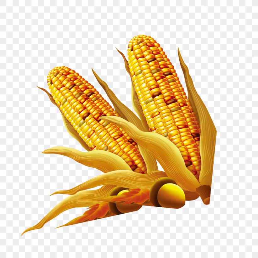 Download, PNG, 1500x1500px, Maize, Commodity, Corn Kernels, Corn On The Cob, Food Download Free