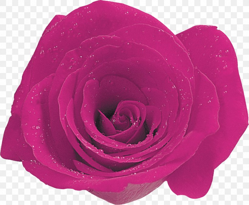 Garden Roses Cabbage Rose Floribunda Cut Flowers Petal, PNG, 863x710px, Garden Roses, Cabbage Rose, Closeup, Cut Flowers, Floribunda Download Free