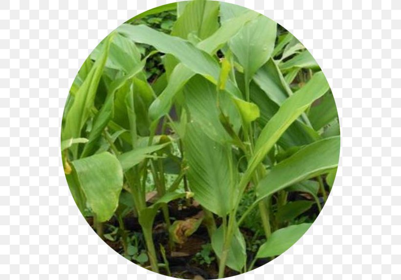 Jamu Turmeric Leaf Vegetable Herb, PNG, 572x572px, Jamu, Crop, Drug, Dunia Anita, Grass Download Free