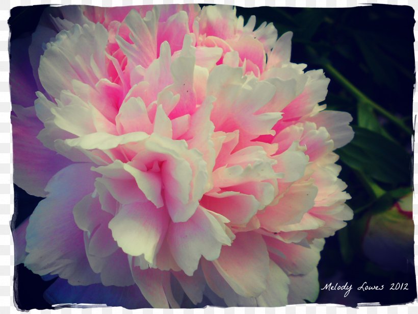 Peony Cut Flowers Carnation Herbaceous Plant, PNG, 2076x1557px, Peony, Carnation, Cut Flowers, Discover Card, Flower Download Free